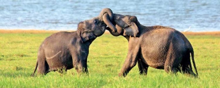 Minneriya elephants