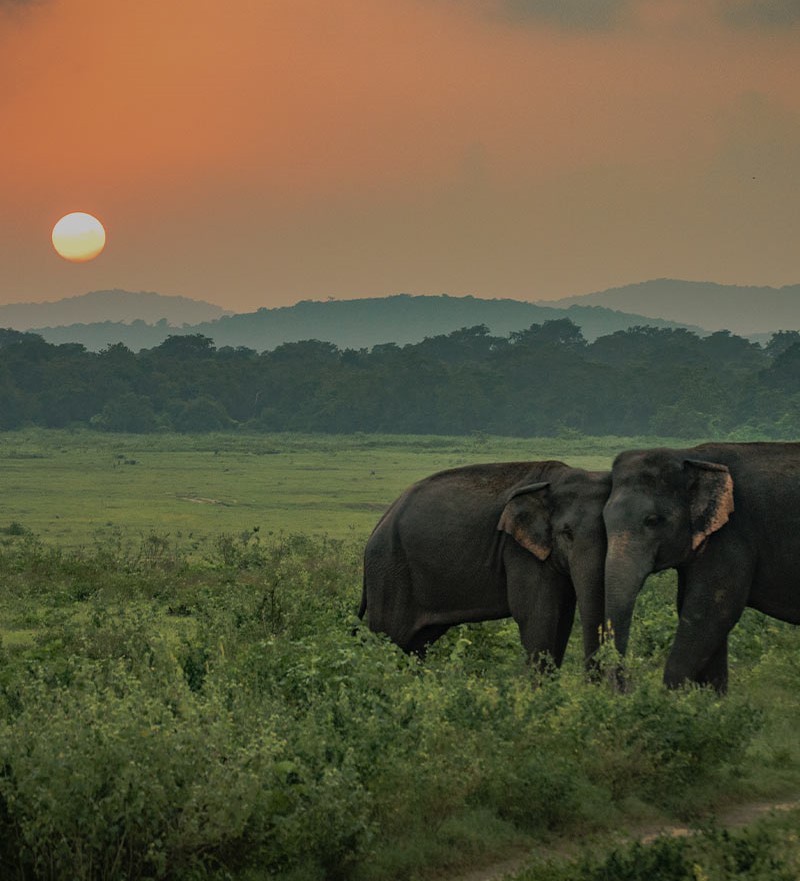 Minneriya elephants