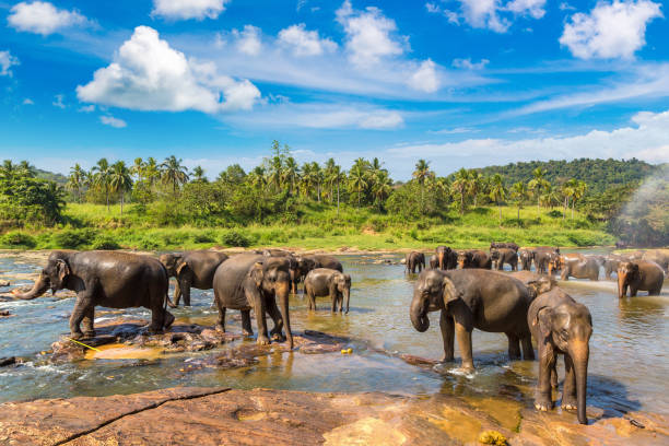 Minneriya elephants