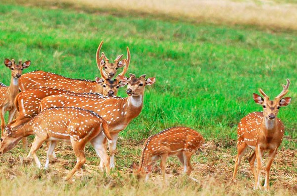 Minneriya deer