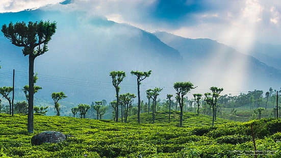 Tea garden