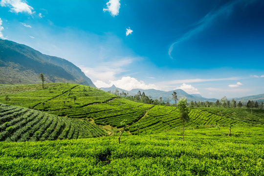 Tea garden